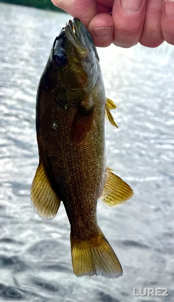 Smallmouth bass — Fancy Lake, Jul 09, 2025, 6:36 PM