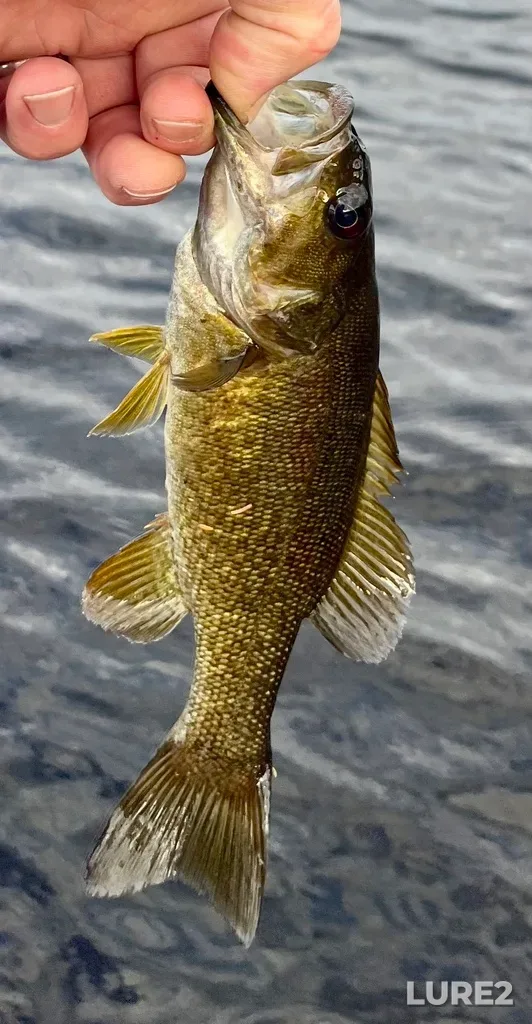 Smallmouth bass — Fancy Lake, Jul 09, 2025, 7:18 PM