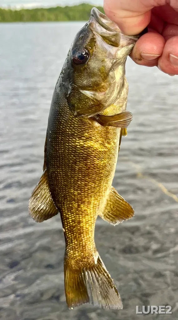 Smallmouth bass — Fancy Lake, Jul 09, 2025, 7:28 PM