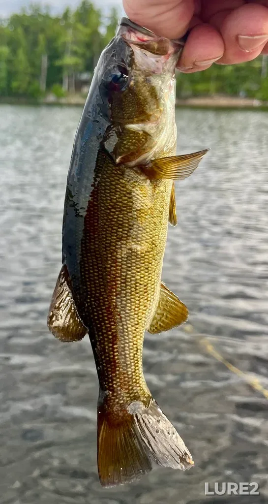 Smallmouth bass — Fancy Lake, Jul 09, 2025, 7:32 PM