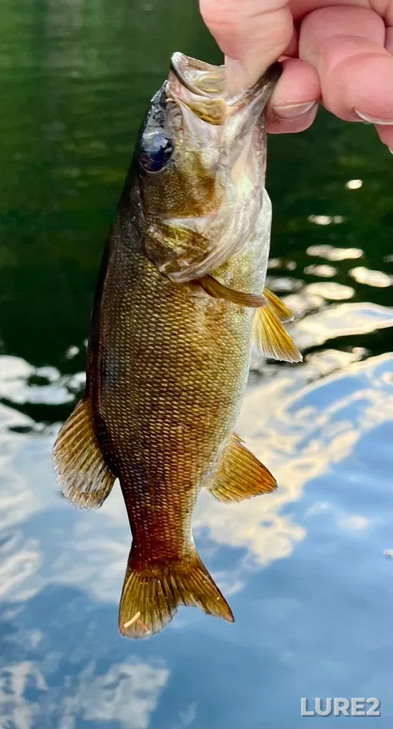 Smallmouth bass — Fancy Lake, Jul 09, 2025, 8:09 PM