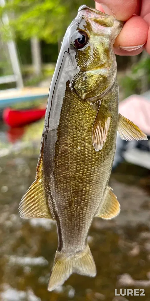 Smallmouth bass — Fancy Lake, Jul 10, 2025, 7:40 AM
