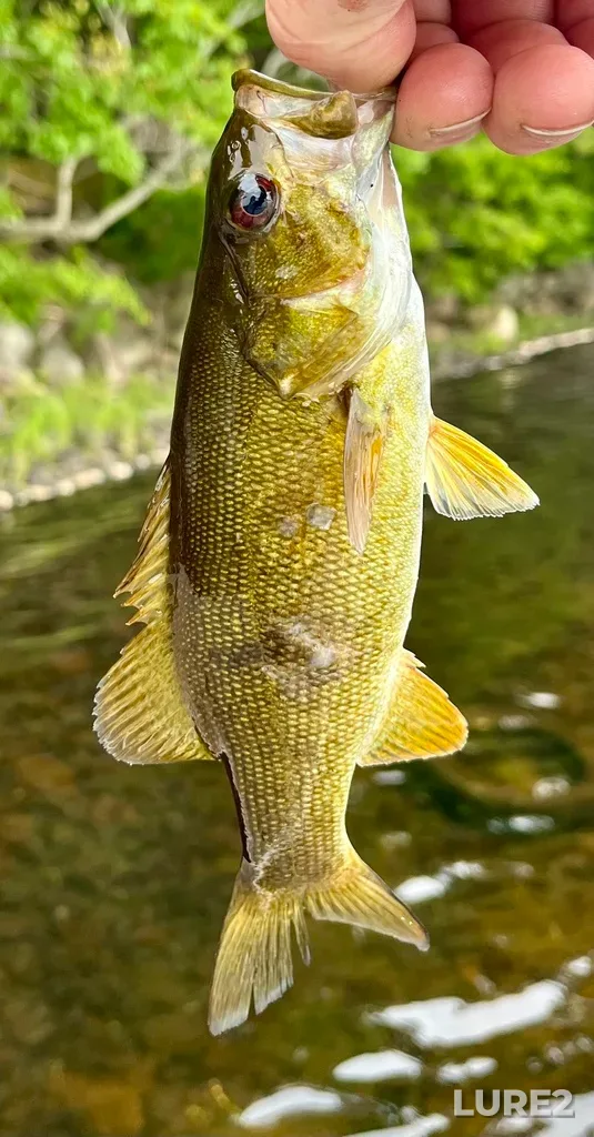 Smallmouth bass — Fancy Lake, Jul 10, 2025, 7:44 AM
