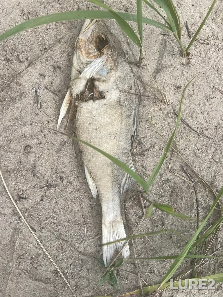 Perch — Andreyevskoye, Jul 10, 2025, 2:53 PM