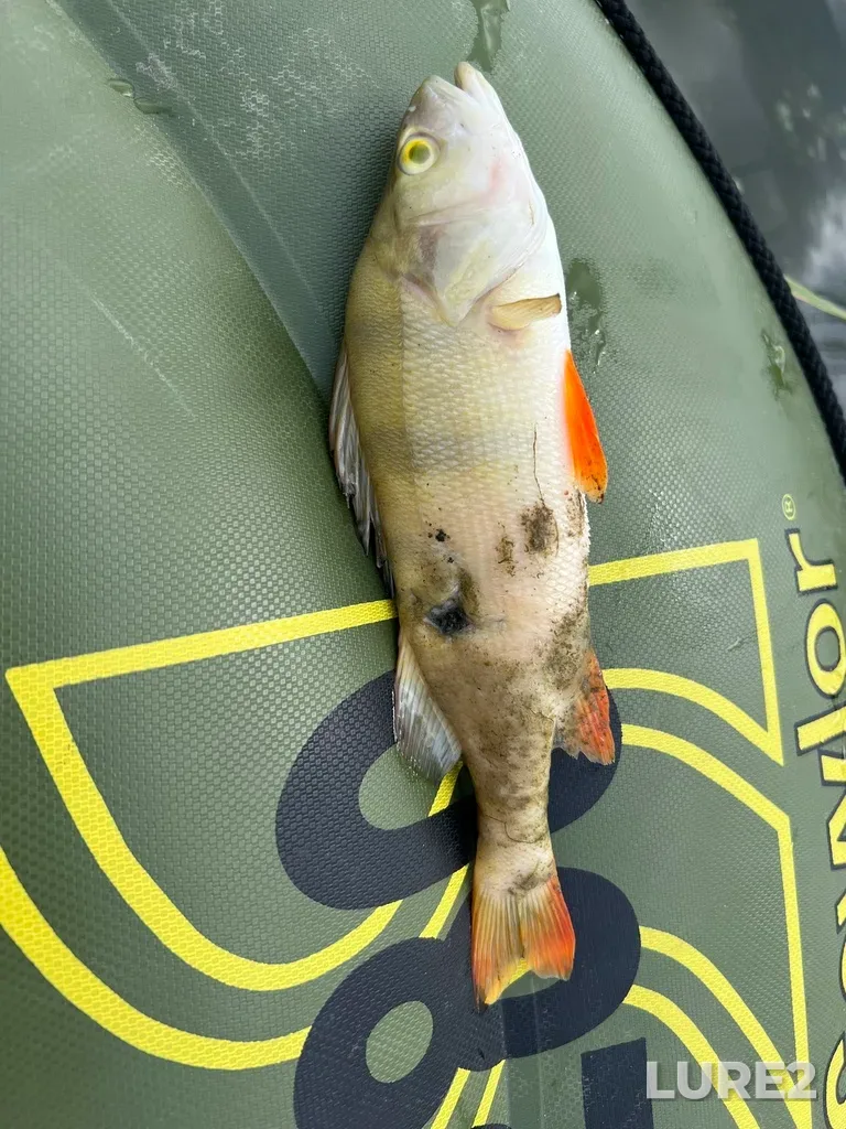 Perch — Andreyevskoye, Jul 10, 2025, 1:19 PM