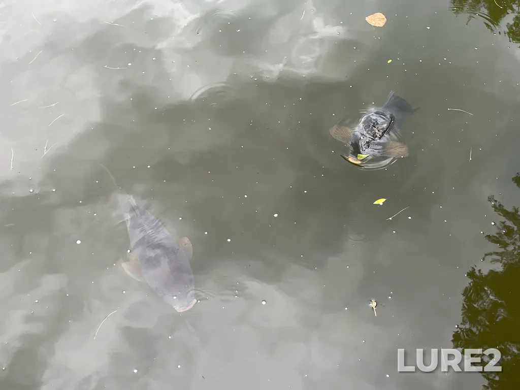 Carp — Lac Batley, Jul 10, 2025, 4:27 PM