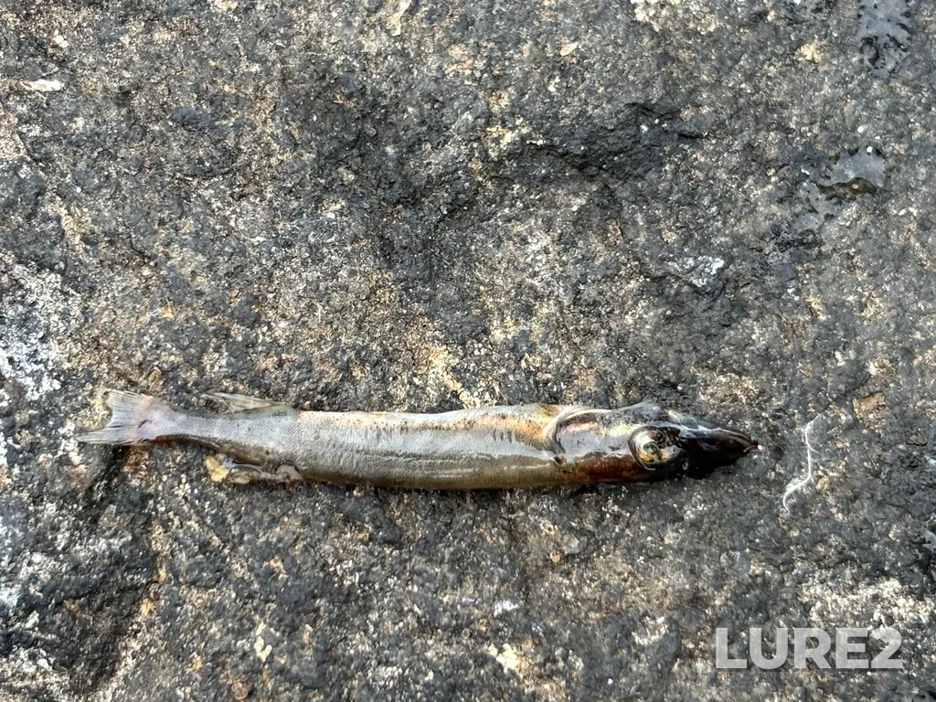 Pike — Big Trout Lake, Jun 30, 2025