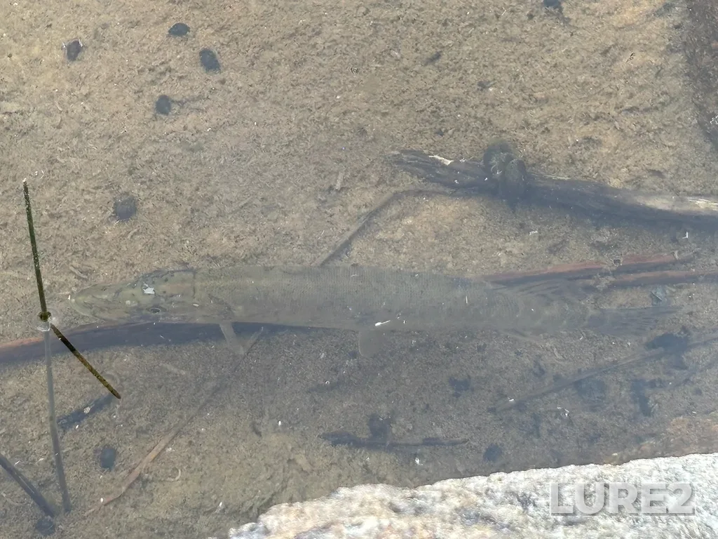 Pike — Big Trout Lake, Jun 30, 2025
