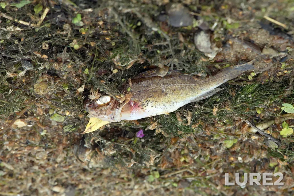Ruffe — Volga, Jul 28, 2019, 9:59 AM