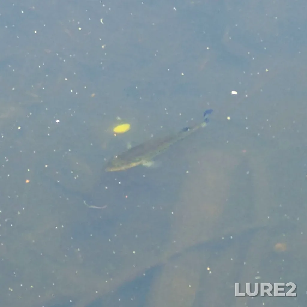 Largemouth bass — Beaver Lake, Jul 12, 2025, 12:56 PM