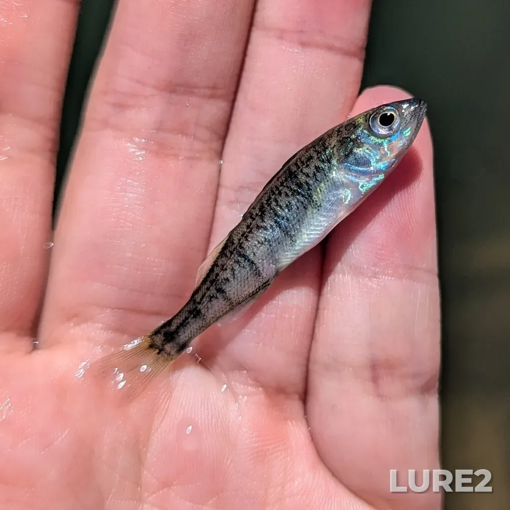 Yellow perch — Beaver Lake, Jul 12, 2025, 2:00 PM