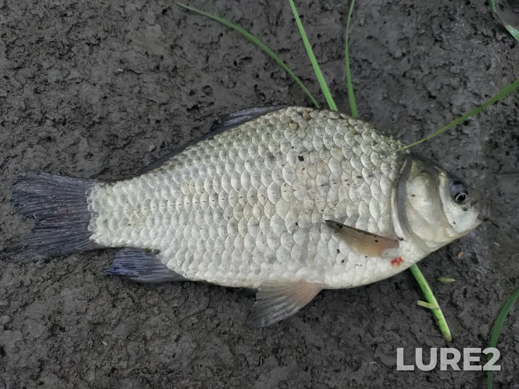 Crucian carp — Tom, Jul 13, 2025, 7:27 PM