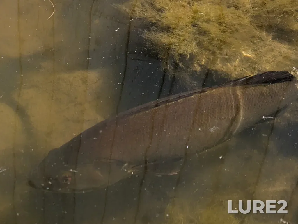 Smallmouth bass — Rivière Sabrevois, Jun 15, 2025, 2:05 PM