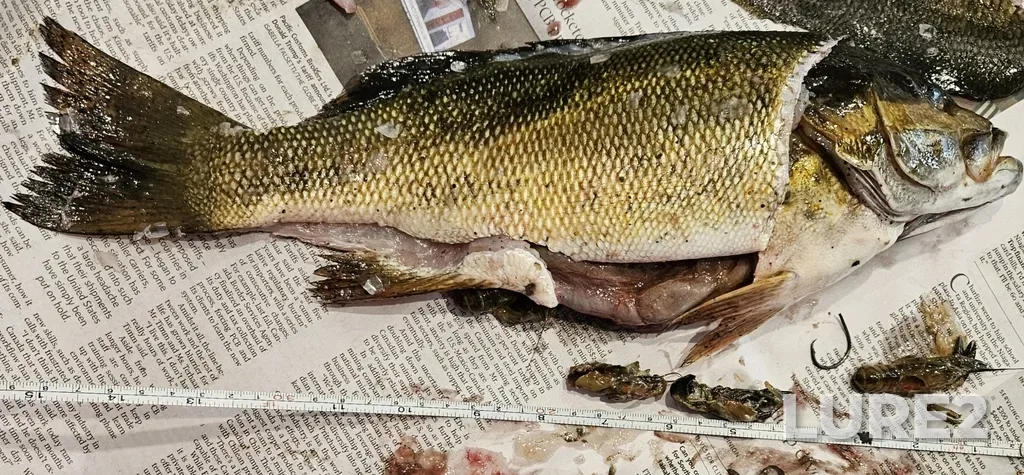 Smallmouth bass — Lac la Pêche, Jul 11, 2025, 6:00 PM