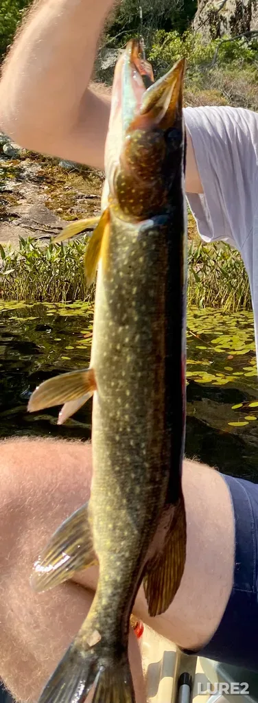 Pike — Naiscoot Lake, Aug 29, 2021, 2:20 PM