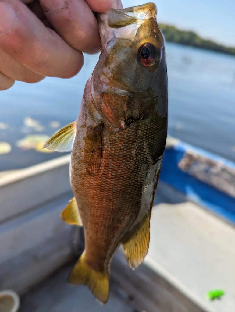 Smallmouth bass — Billings Lake, Sep 3, 2023