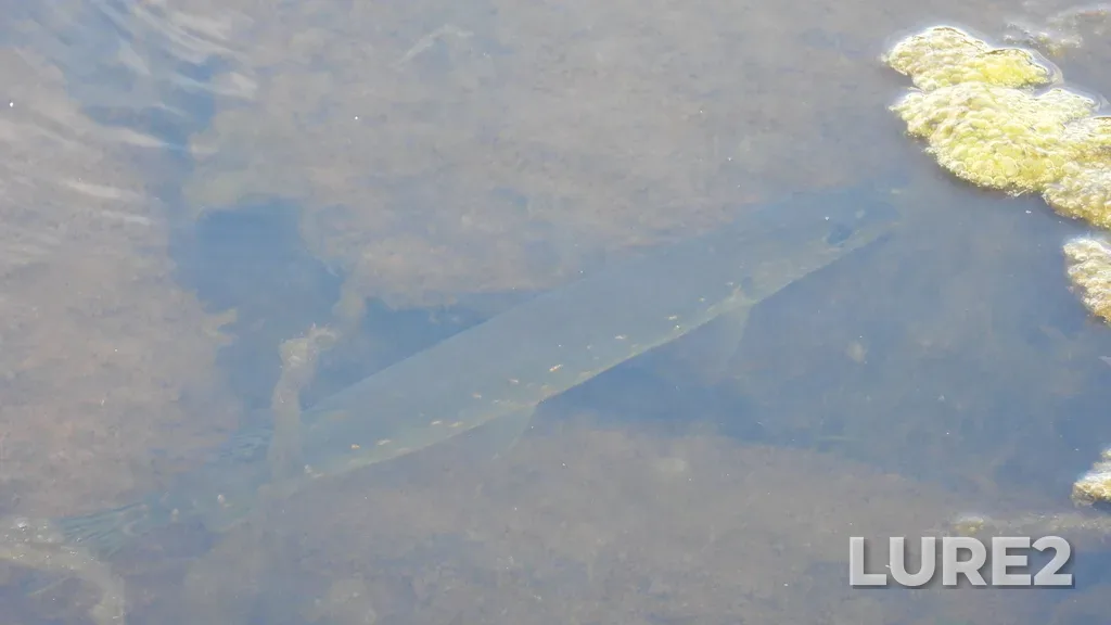 Pike — Big Trout Lake, Jun 28, 2025