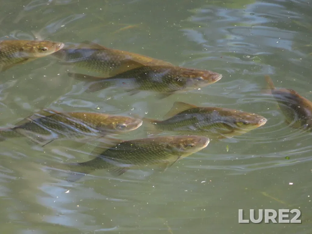 Crucian carp — Vyborgsky District, St Petersburg, Russia, Jul 15, 2025, 9:55 AM