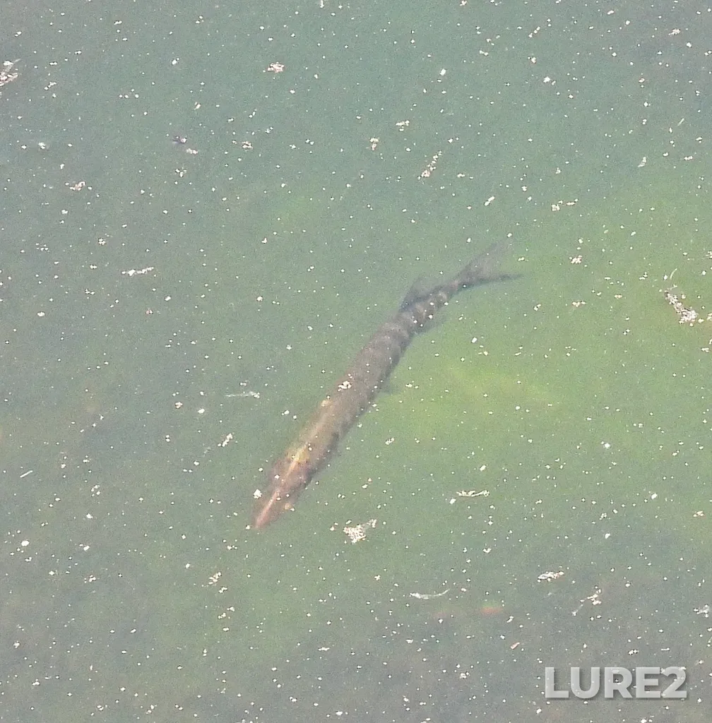 Pike — Serebry, Jul 15, 2025, 1:53 PM