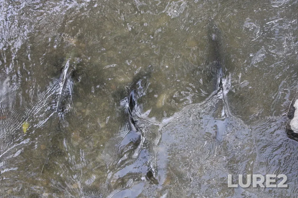 Chinook salmon — Rouge River, Oct 11, 2024, 4:09 PM