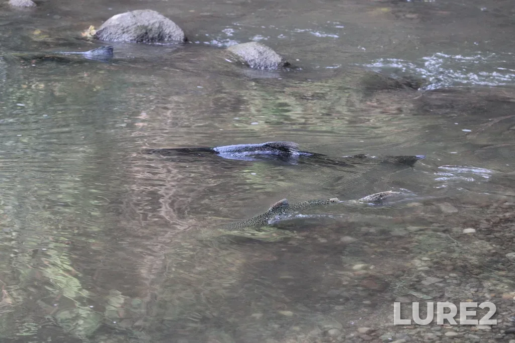 Chinook salmon — Rouge River, Oct 11, 2024, 4:19 PM