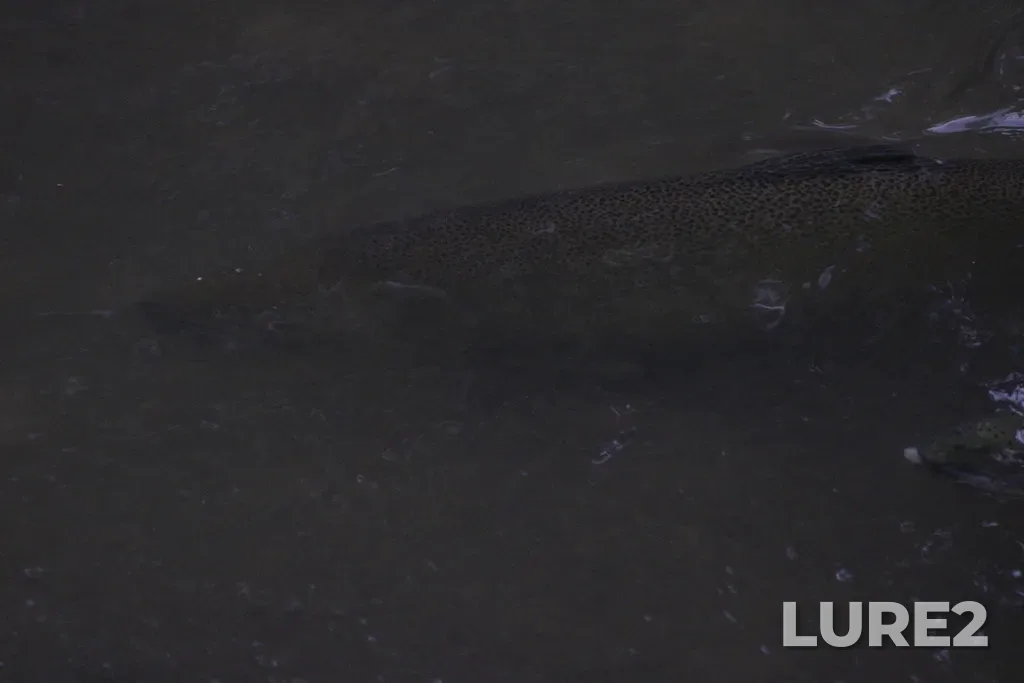 Chinook salmon — Rouge River, Oct 11, 2024, 5:03 PM