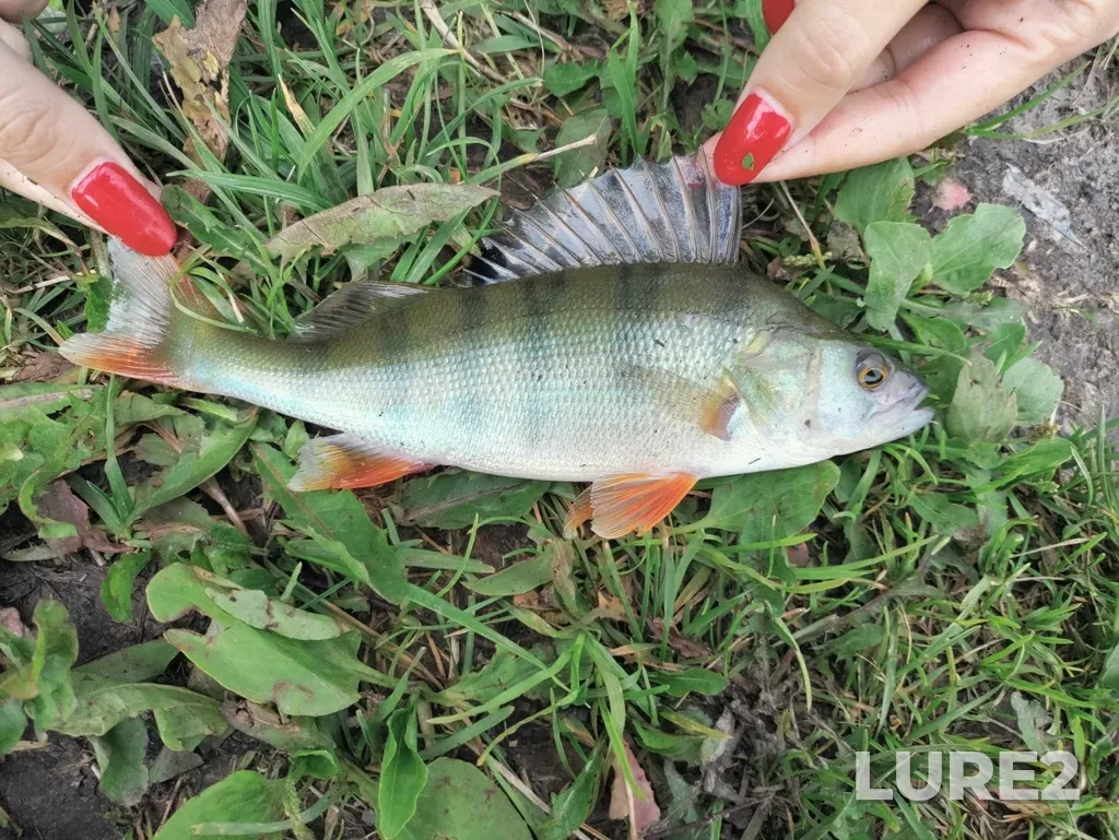 Perch — Savinskoye, Jul 17, 2025, 7:00 PM