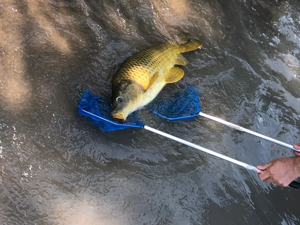 Carp — Lake Huron, Jul 30, 2019