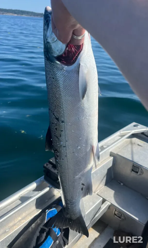 Coho salmon — Strait of Georgia, Jul 17, 2025, 10:07 AM