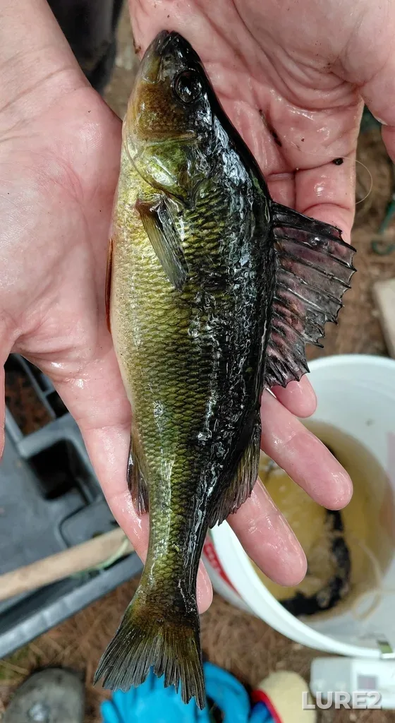 Yellow perch — Middle Lake, Jul 17, 2025, 2:37 PM