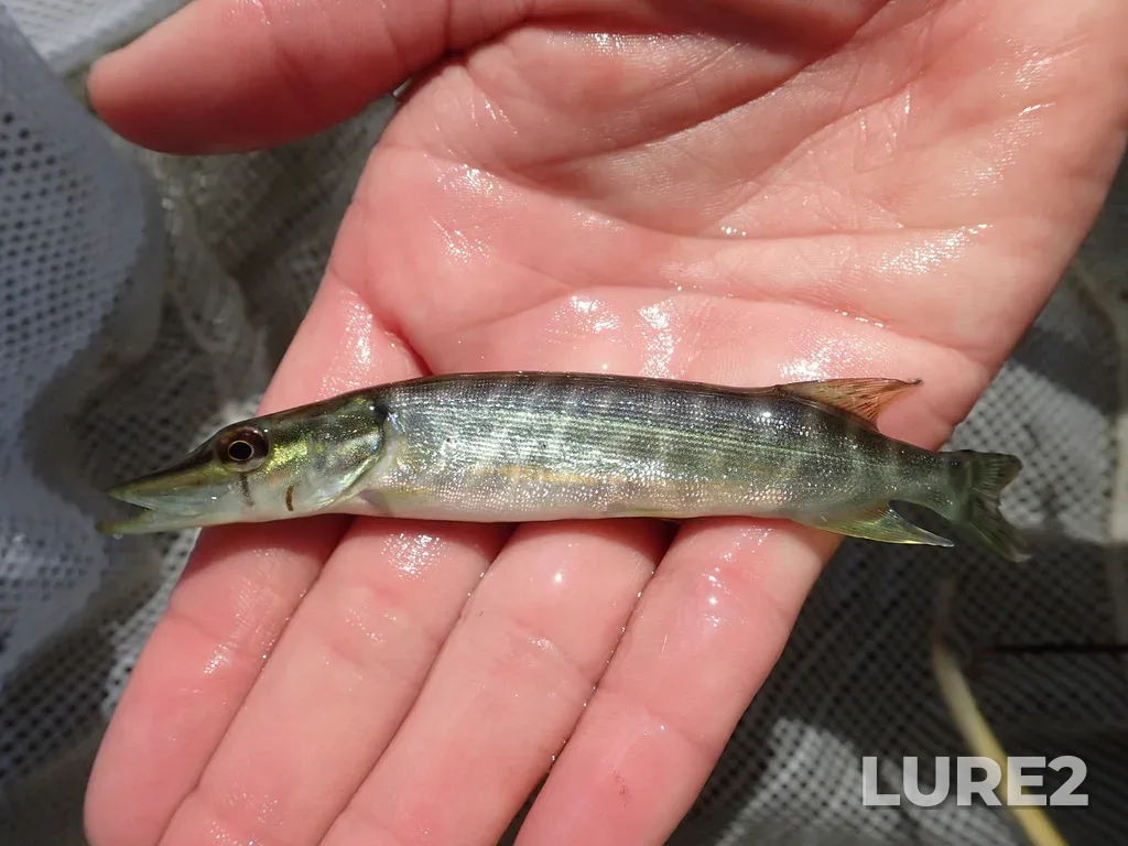 Pike — Shebandowan Lakes, Jul 17, 2025, 12:40 PM