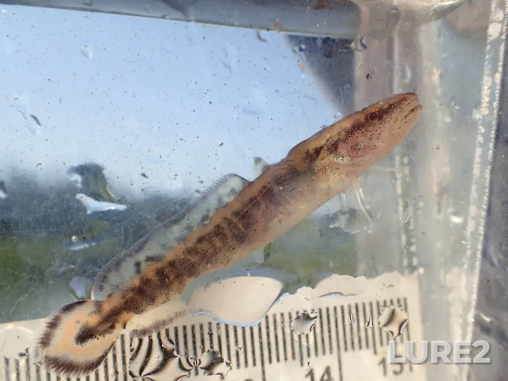 Burbot — Shebandowan Lakes, Jul 17, 2025, 9:51 AM