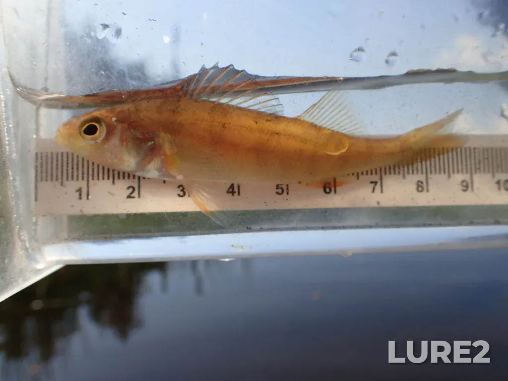Yellow perch — Shebandowan Lakes, Jul 17, 2025, 10:25 AM