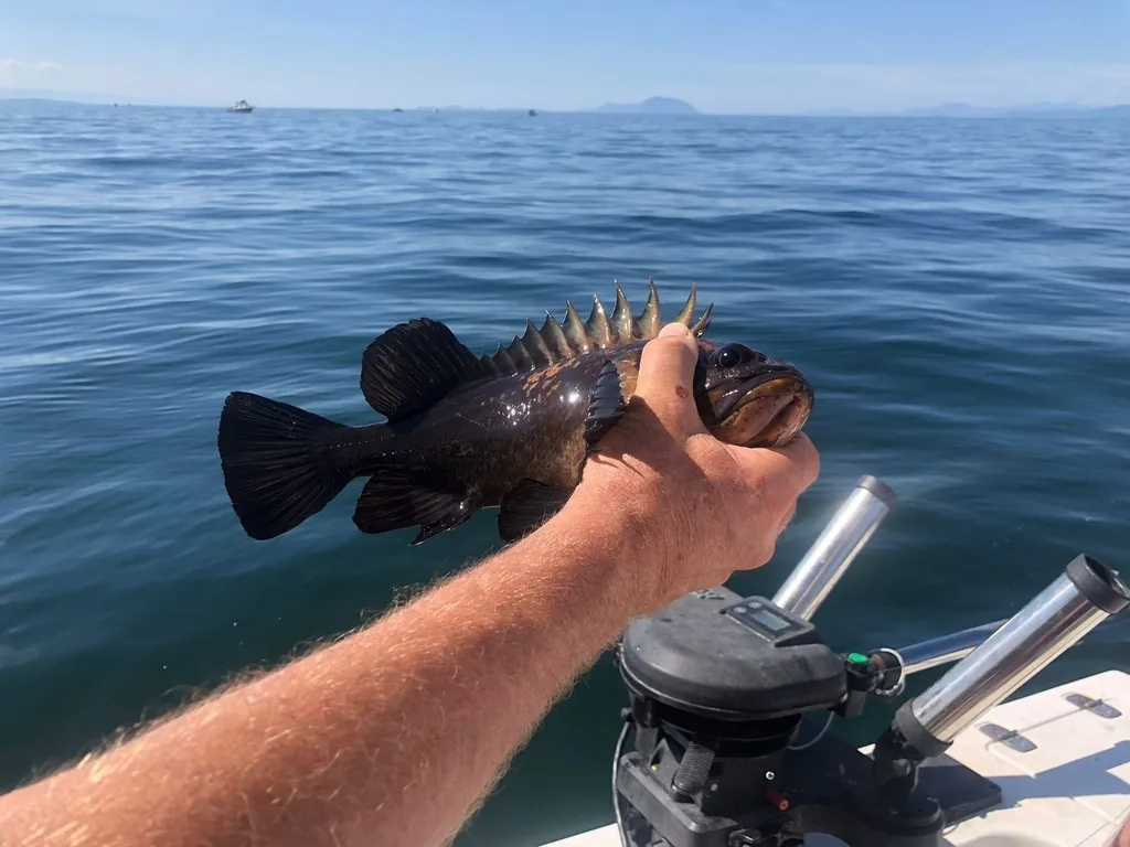 Rockfish — Strait of Georgia, Jul 17, 2025