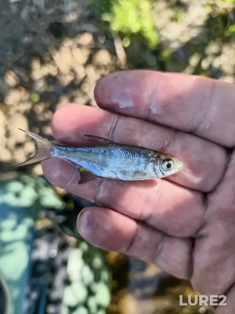 Bream — Argazinskoye, Jul 19, 2025, 9:04 AM