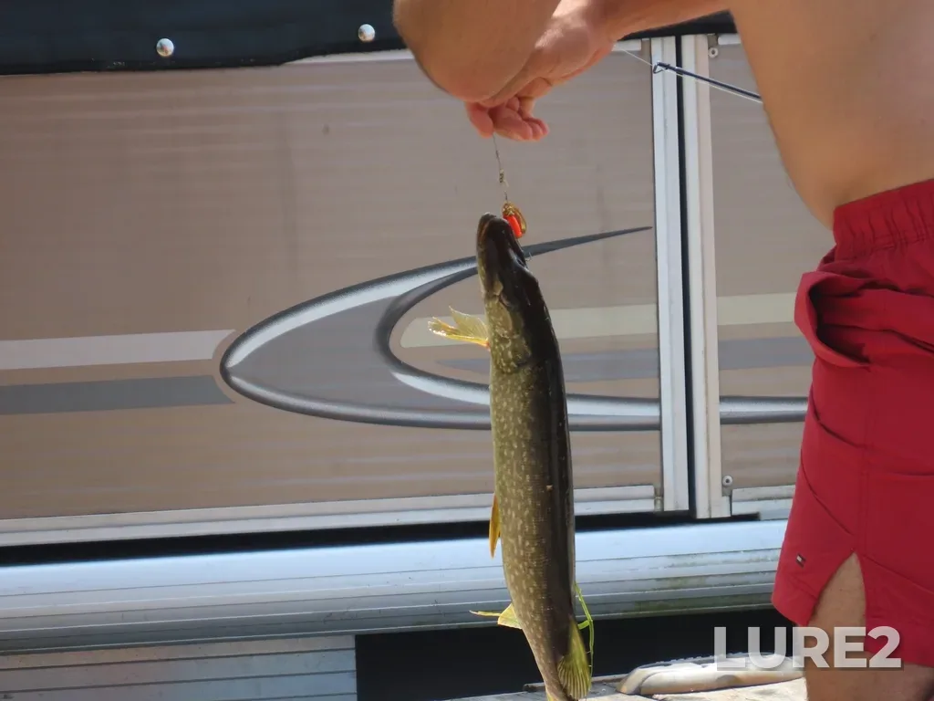 Pike — Six Mile Lake, Jul 18, 2025, 12:28 PM