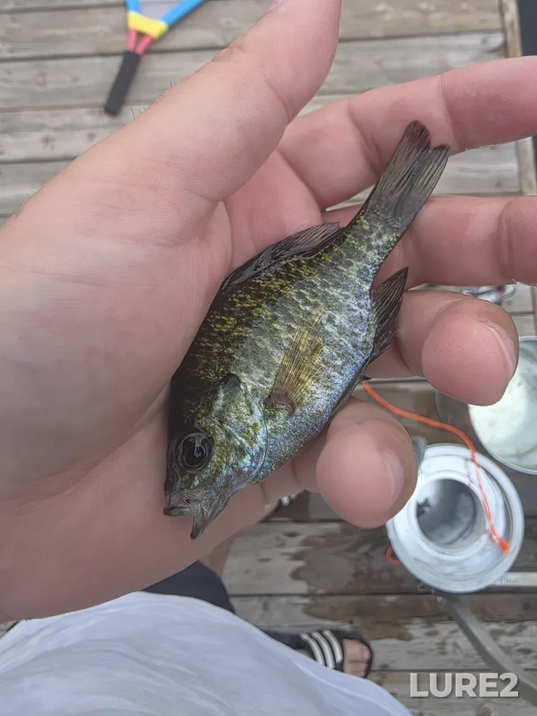 Bluegill — Six Mile Lake, Jul 19, 2025, 2:41 PM