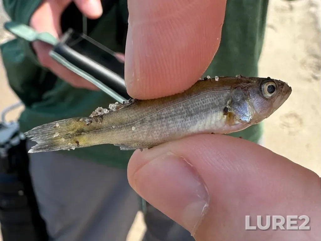 Largemouth bass — Lake Erie, Jul 15, 2025