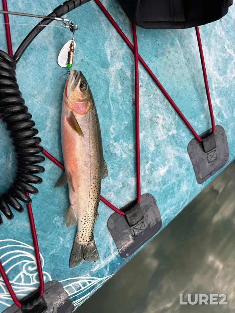 Cutthroat trout — Dainard Lake, Jul 19, 2025, 8:25 PM