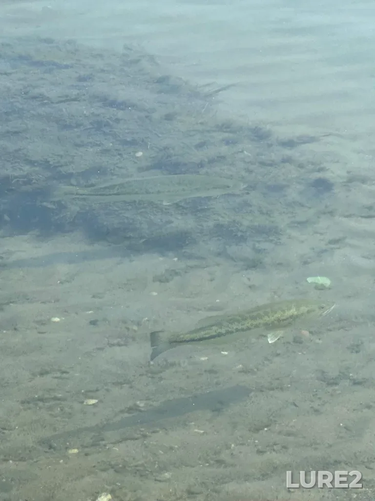 Largemouth bass — Lake Erie, Jul 16, 2025