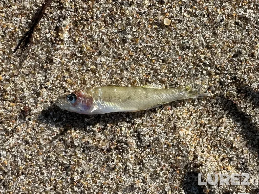Yellow perch — Lake Erie, Jul 18, 2025