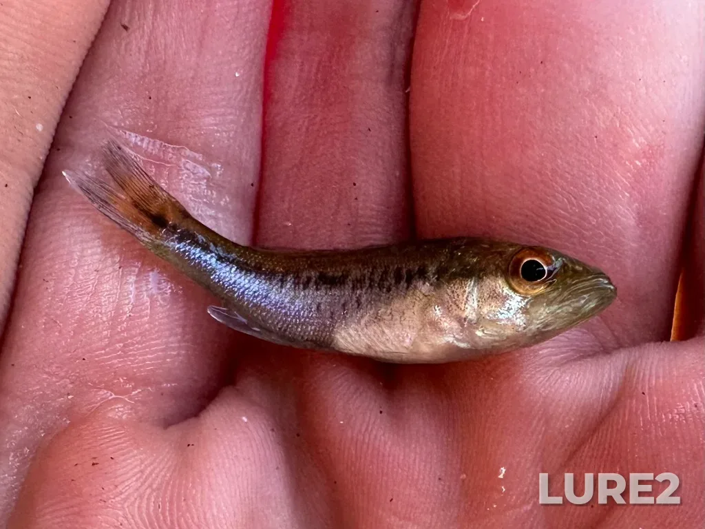 Largemouth bass — Lake Erie, Jul 18, 2025