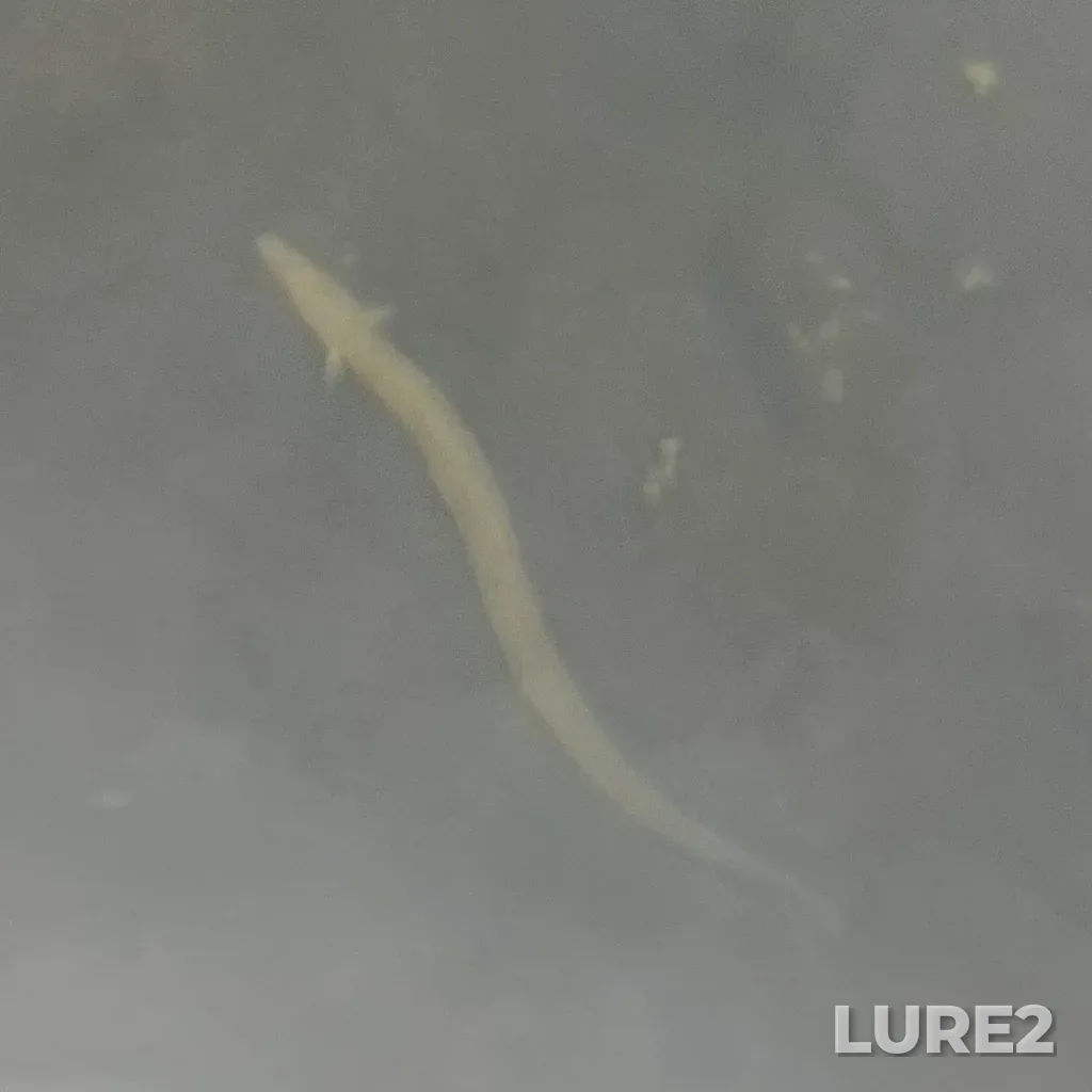 European eel — Fancy Lake, Jul 20, 2025, 12:08 PM