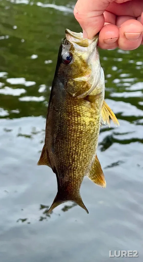 Smallmouth bass — Fancy Lake, Jul 20, 2025, 1:00 PM