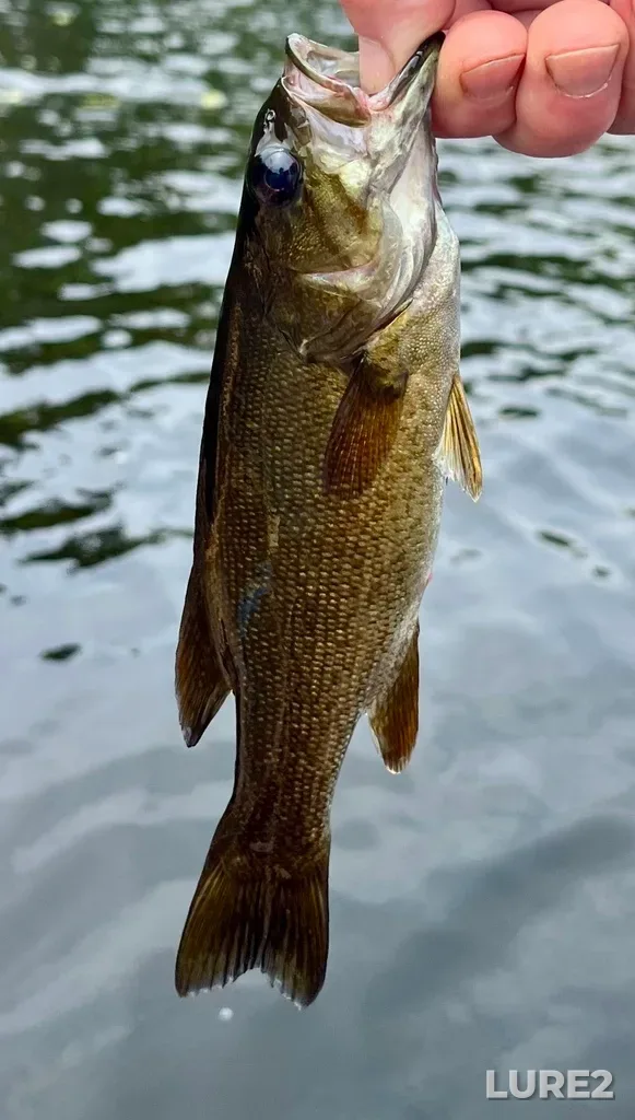 Smallmouth bass — Fancy Lake, Jul 20, 2025, 1:09 PM