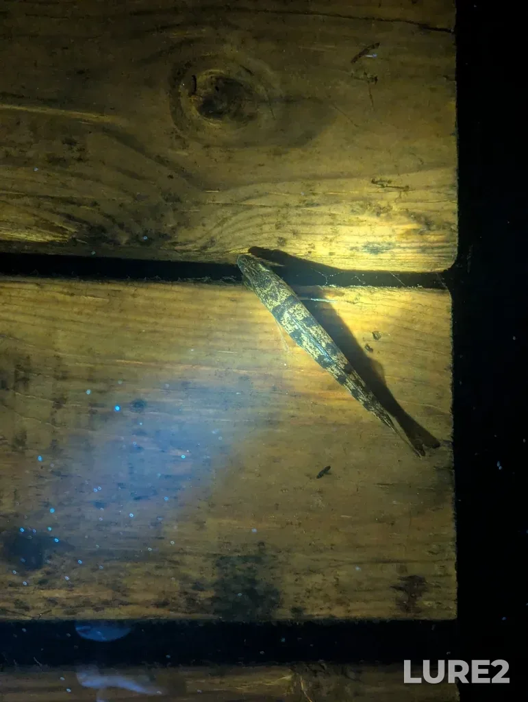 Yellow perch — Rivière Doucet, Jun 25, 2025, 11:26 PM