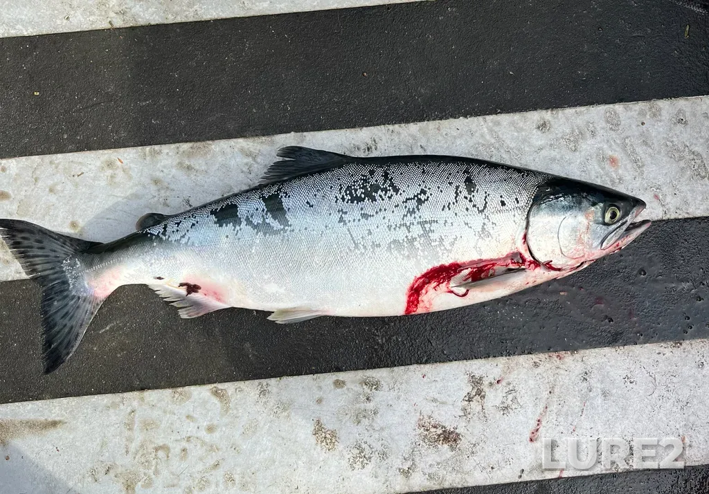 Pink salmon — Strait of Juan de Fuca, Jul 21, 2025