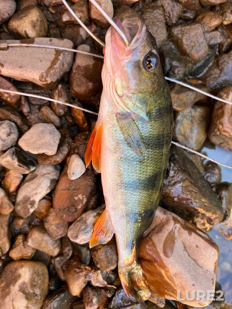 Perch — Serga, Jul 19, 2025, 12:44 PM