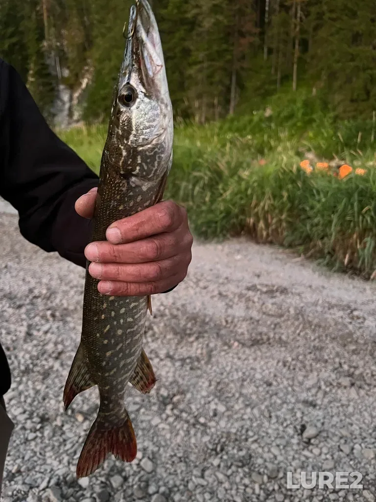 Pike — Serga, Jul 19, 2025, 10:11 PM