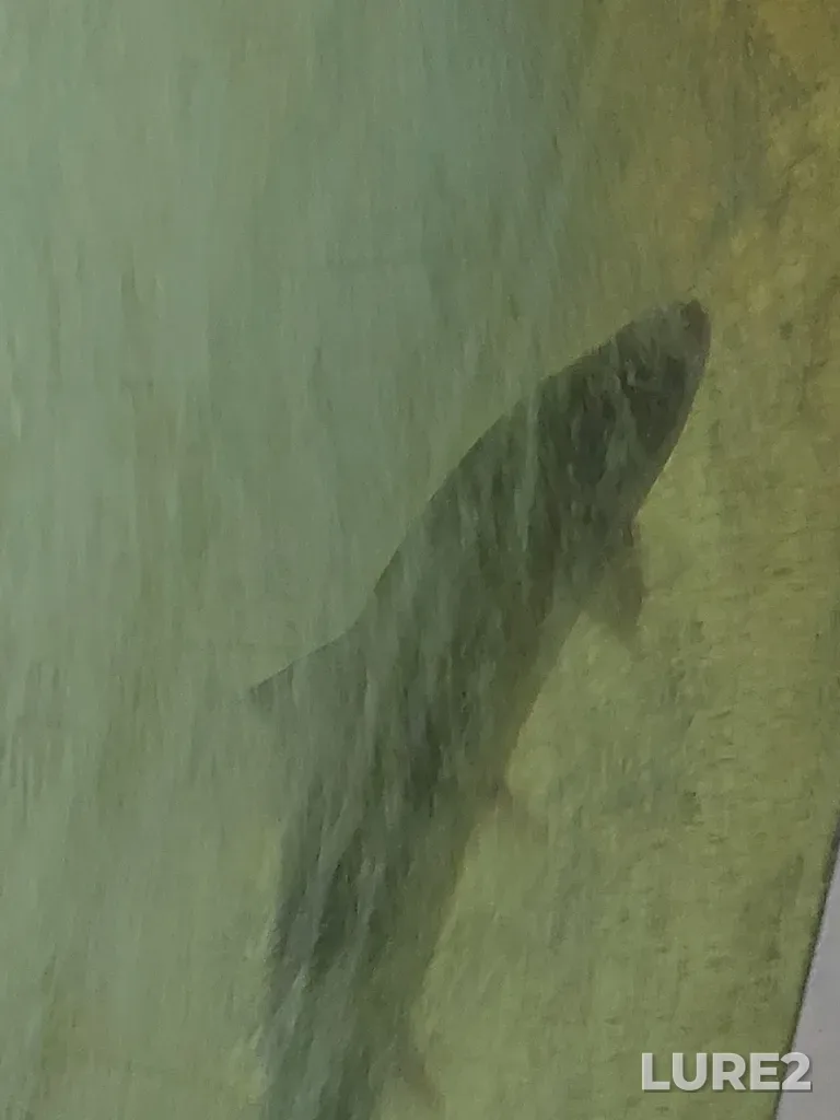 Atlantic salmon — Rivière Matane, Jul 22, 2025, 11:25 AM
